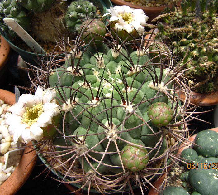 Gymnocalycium saglionis